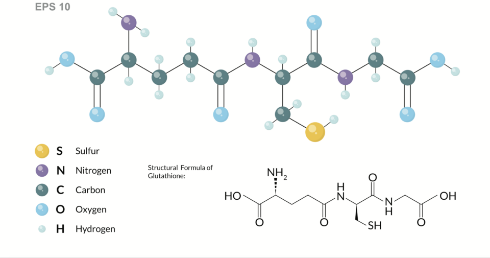 Molecular Structure Glutathione